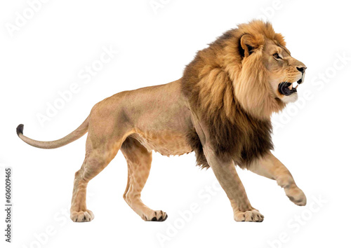 Lion png  transparent background  isolated lion  side view  angry  full body  generative ai