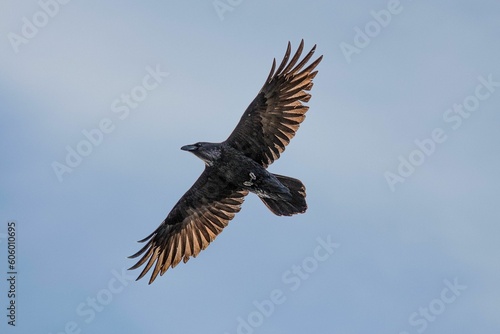 Low-angle closeup of a Raven with wings spread wide in midflight against the clear blue sky © Gauti Eiríksson/Wirestock Creators