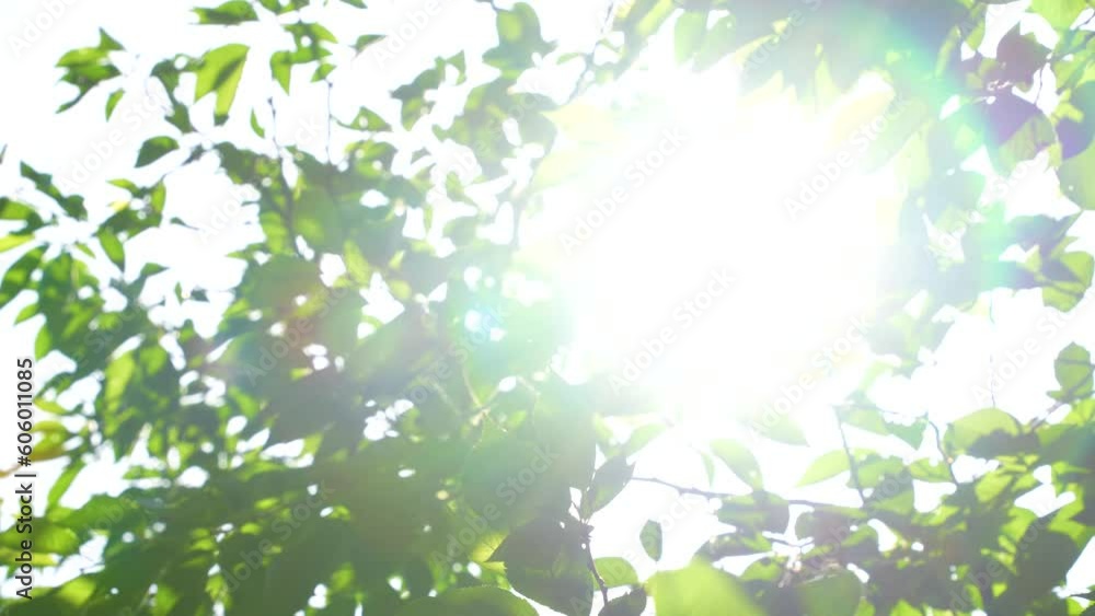 太陽光 太陽光