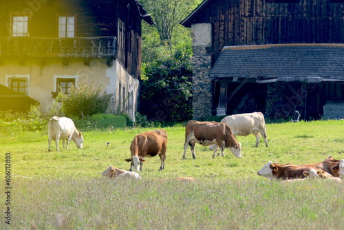 Kühe vor einem traditionellen Hof in Kärnten