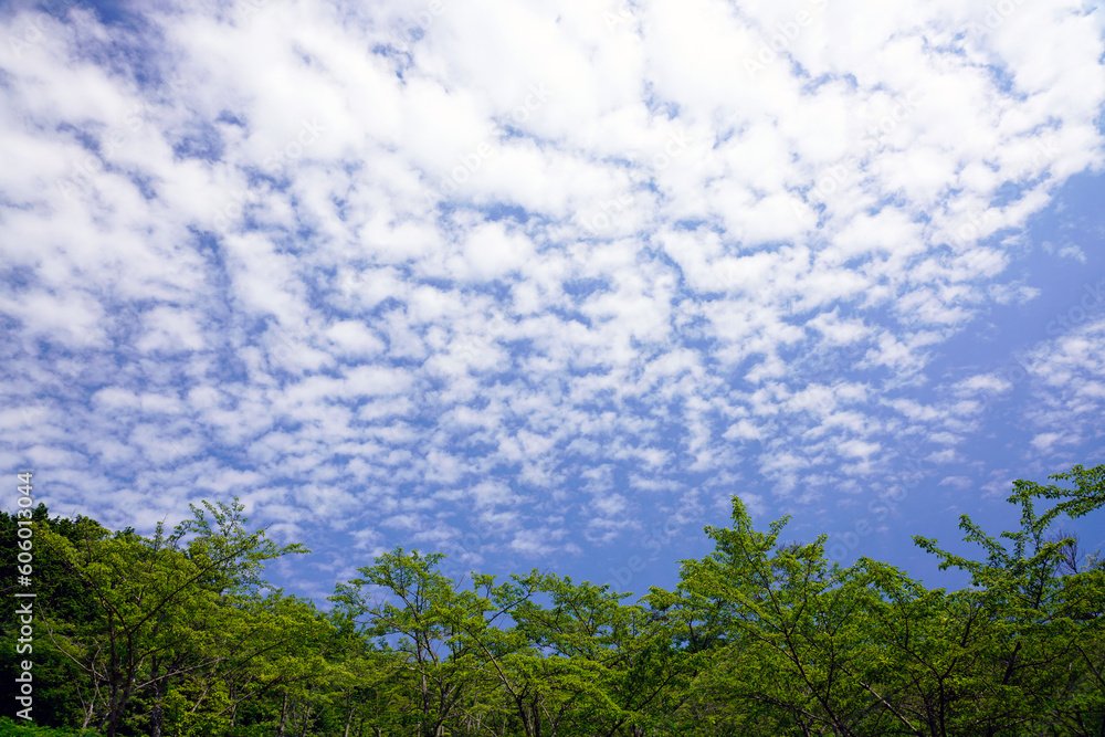 青空 羊雲 新緑 青空 羊雲 新緑