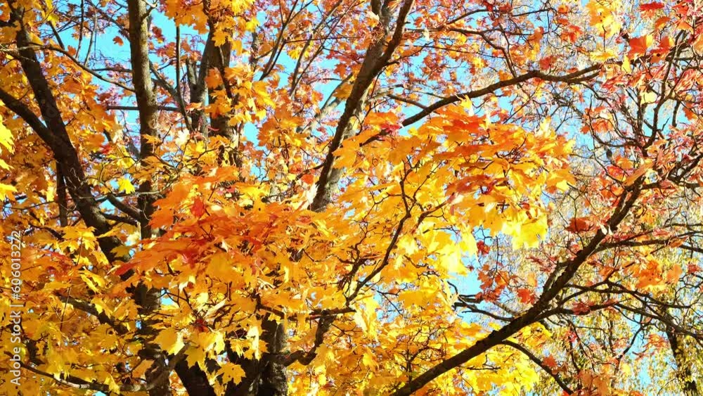 Yellow autumn maple leaves against clear blue sky. Slow motion. Copy space. Sunny weather day. Beauty in nature. Fall background. Golden season. Lush crown. Bright orange and red colors. Close-up. 4K. Yellow autumn maple leaves against clear blue sky. Slow motion. Copy space. Sunny weather day. Beauty in nature. Fall background. Golden season. Lush crown. Bright orange and red colors. Close-up. 4K.
