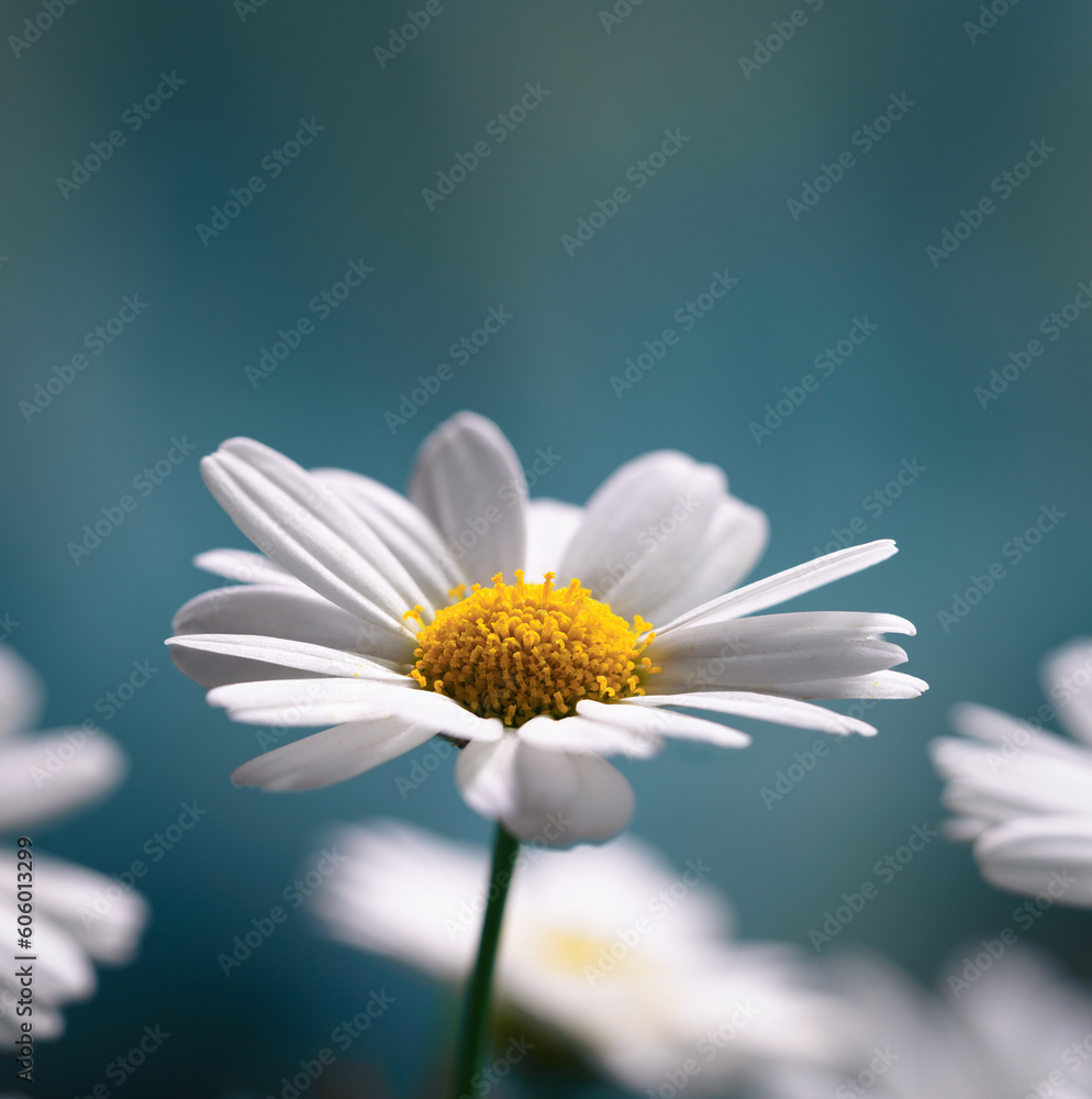 Fototapeta premium camomile