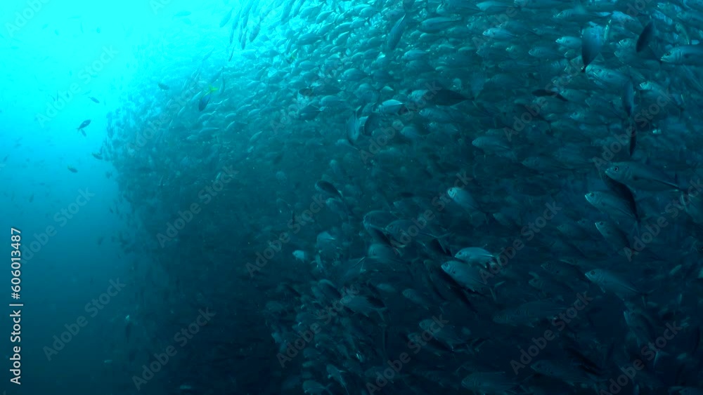 An very large school of Big Eye spotted mackerel fish swarming around the camera - Under water film from Thailand An very large school of Big Eye spotted mackerel fish swarming around the camera - Under water film from Thailand