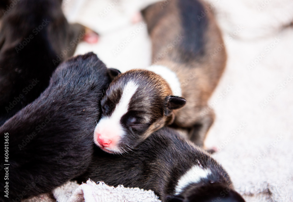 Baby dogs are sleeping in basket, in house Chiangmai  Thailand.