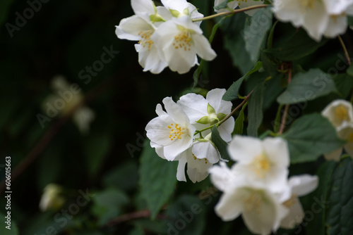 White fresh jasmine flowers on a green branch. Postcard.