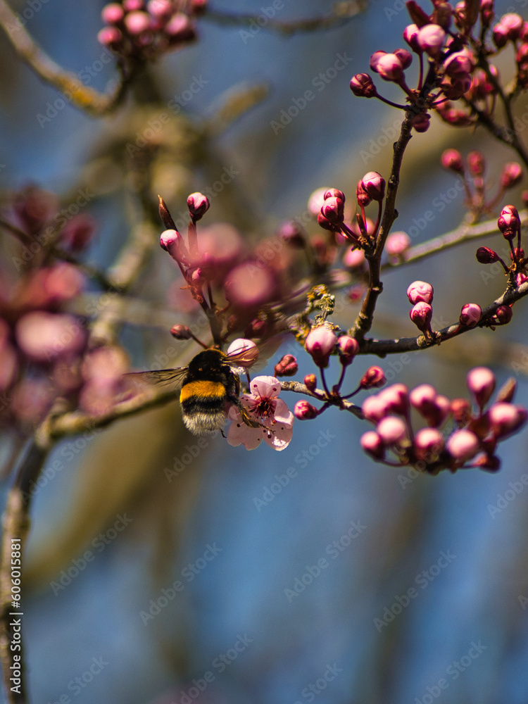 Vertical closeup of a bee pollinating on cherry blossom (sakura) buds on a blurred background Vertical closeup of a bee pollinating on cherry blossom (sakura) buds on a blurred background