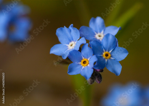 blooming blue small flowers growing in the garden, macrophotography of botany © Lina Solntseva 
