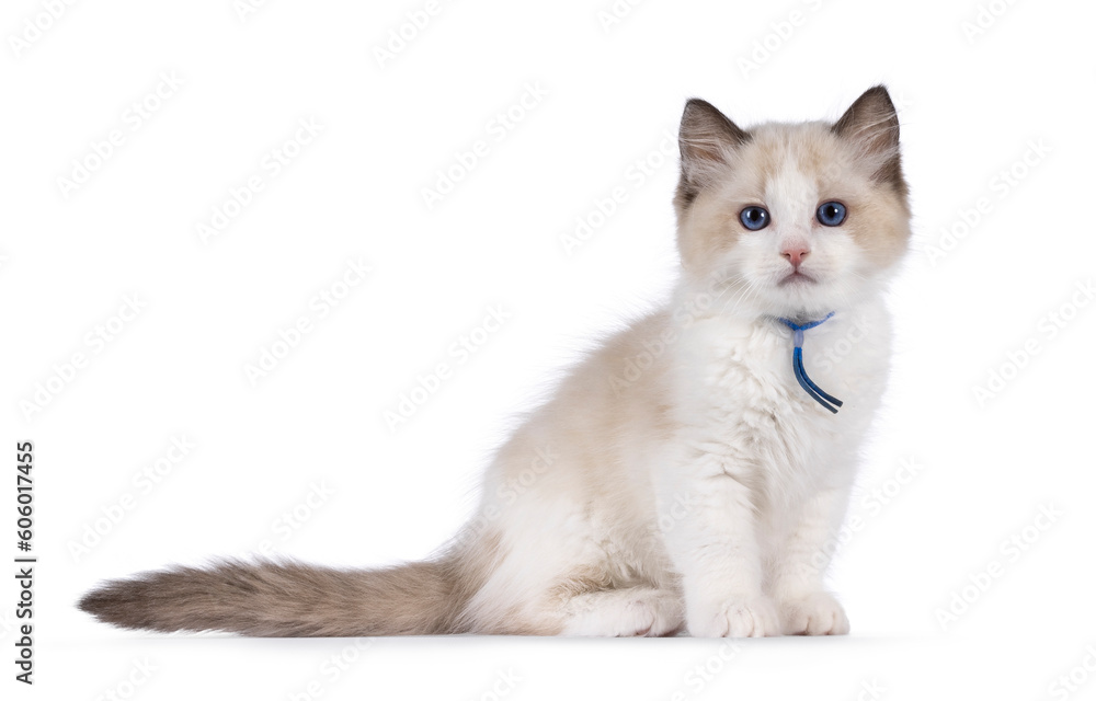 Cute bicolor Ragdoll cat kitten, sitting up side ways. Looking towards camera with blue eyes. Isolated on a white background. Cute bicolor Ragdoll cat kitten, sitting up side ways. Looking towards camera with blue eyes. Isolated on a white background.
