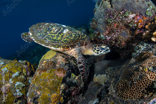 Hawksbill Turtle - Eretmochelys imbricata. Sea life of Tulamben, Bali, Indonesia. © diveivanov