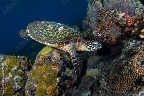 Hawksbill Turtle - Eretmochelys imbricata. Sea life of Tulamben, Bali, Indonesia.