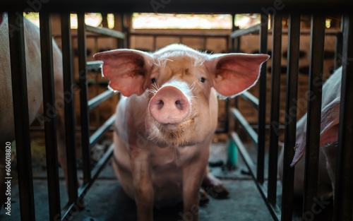 Photographie Portrait of cute breeder pig with dirty snout, Close-up of Pig in stable, Pig Br