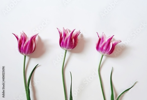 Fototapeta Naklejka Na Ścianę i Meble -  Three purple tulips with white stripes for decoration, for fabric, for a postcard