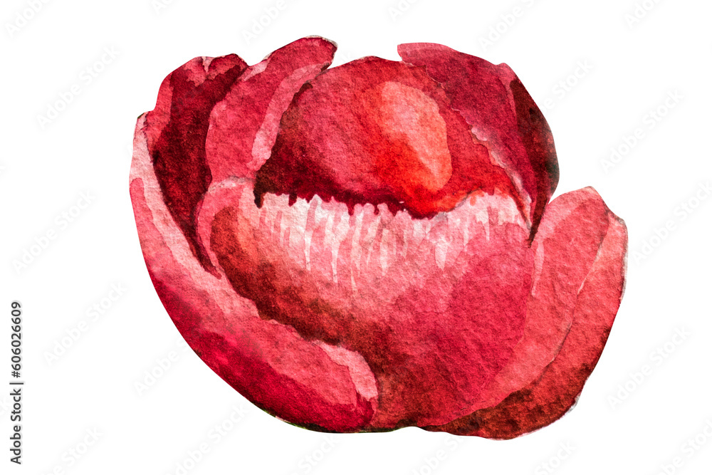 watercolor illustration red thin-leaved peonies on a white background watercolor illustration red thin-leaved peonies on a white background