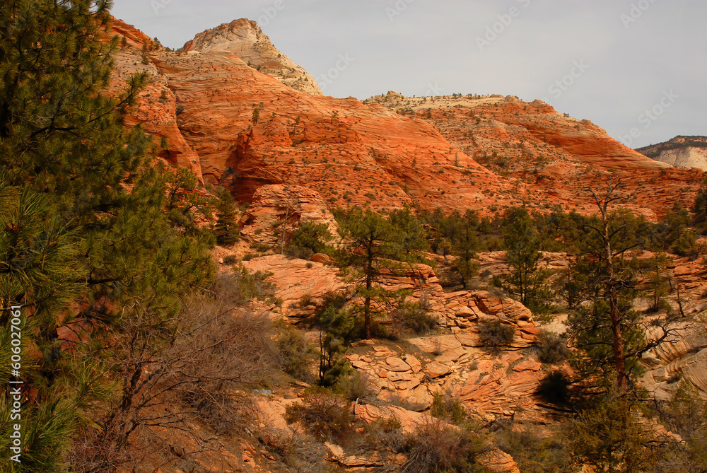 Fototapeta premium Zion National Park