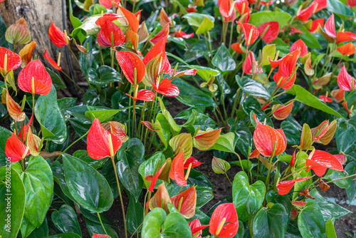 The Many red anthuriums with green leaves.