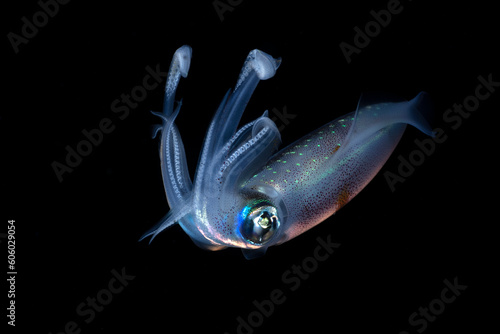 Bigfin Reef Squid - Sepioteuthis lessoniana in the night. Underwater world of Tulamben, Bali, Indonesia.