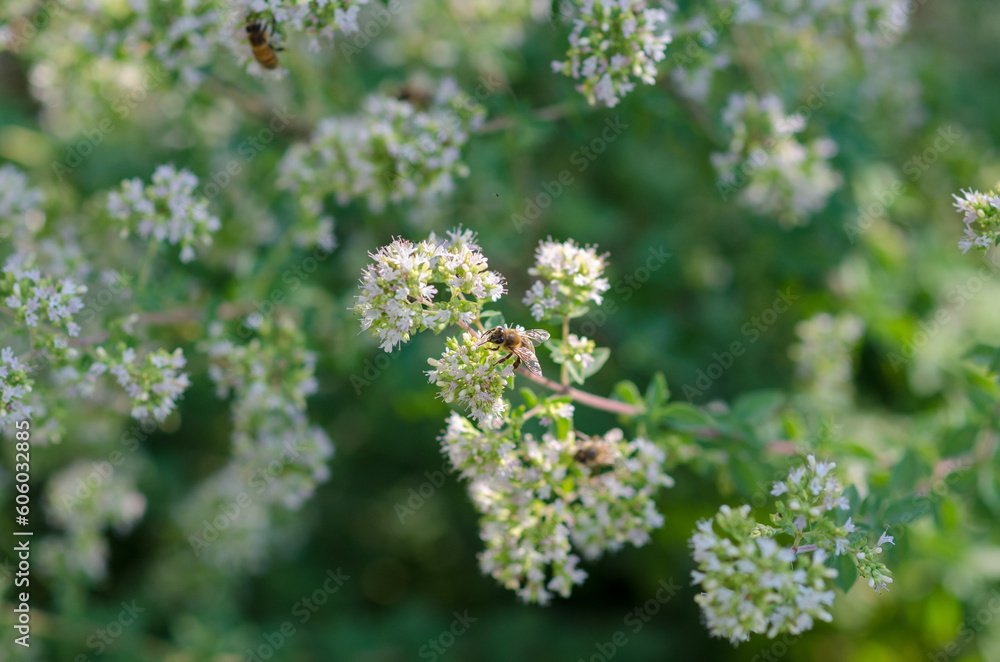 flowers and bees, especially oregano spice flowers with bees collecting nectar. flowers and bees, especially oregano spice flowers with bees collecting nectar.