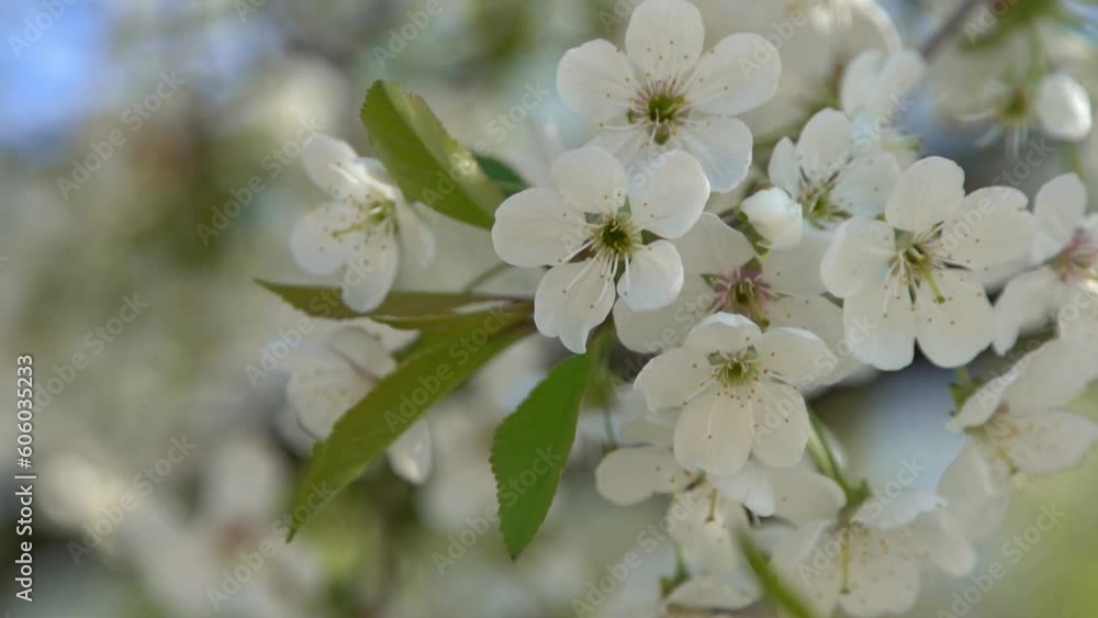 White cherry blossoms sway in the wind. Spring flowering fruit tree garden. Floral natural background. Delicate flowers in the sunlight day. Blur bokeh nature. Flower bloom bud Leaf closeup. Aesthetic White cherry blossoms sway in the wind. Spring flowering fruit tree garden. Floral natural background. Delicate flowers in the sunlight day. Blur bokeh nature. Flower bloom bud Leaf closeup. Aesthetic