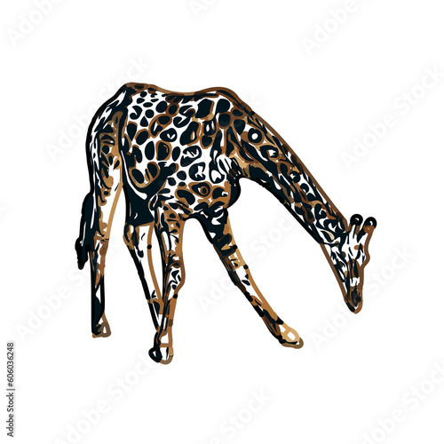 Fototapeta Naklejka Na Ścianę i Meble -  giraffe color sketch with transparent background