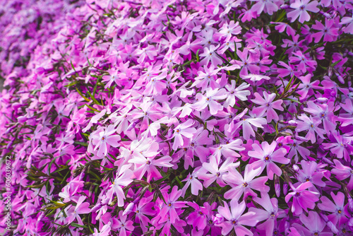 Background wallpaper from subulata phlox delicate pink color