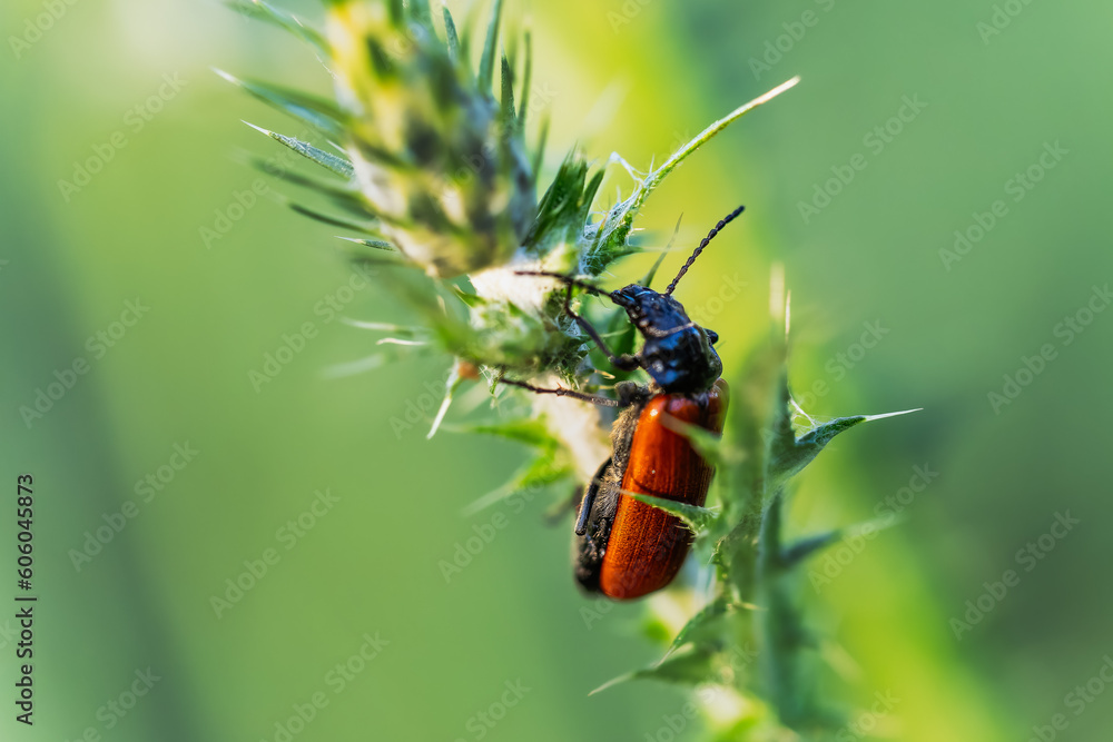 Naklejka premium Pyrrhocoris Apterus, close up in the morning light
