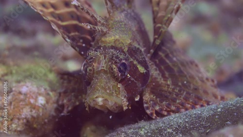 Frontal portrait of Zebra Lionfish, Red Sea Dwarf Lionfish or Zebra Turkeyfish (Dendrochirus zebra, Dendrochirus hemprichi) lies on sandy-rocky bottom at evening in sunset sunbeams, slow motion photo