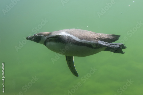 Ein Pinguin schwimmt unter Wasser durch das Wasser. Luftblasen steigen auf