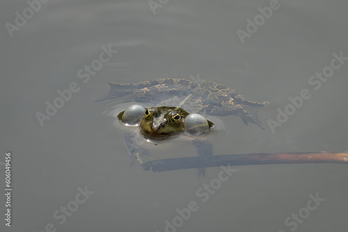 Ein Frosch schwimmt im Wasser und hat seine Schallblasen aufgeblasen