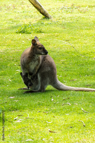 Ein Känguru sitzt auf dem Rasen und trägt ein Baby in seinem Beutel