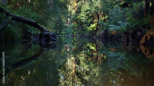 Gellibrand River, Otway State Forest, Australia. photo