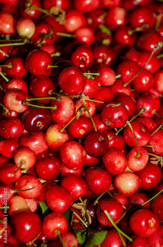 freshly picked cherries from organic farming, natural food concept freshly picked cherries from organic farming, natural food concept