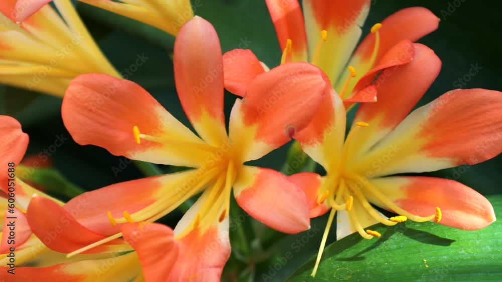 Bright yellow and orange Clivia Nobilis Lindl flowers bunch with green leaves in the garden in summer Bright yellow and orange Clivia Nobilis Lindl flowers bunch with green leaves in the garden in summer