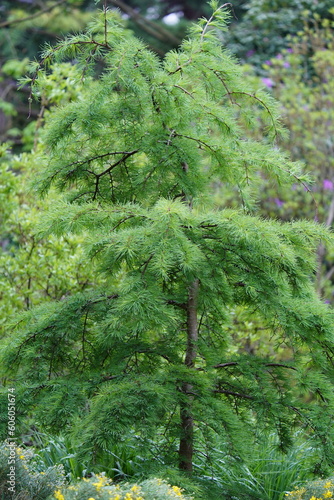 Pseudolarix amabilis is a species of coniferous tree in the pine family Pinaceae. Hanover – Berggarten, Germany. photo