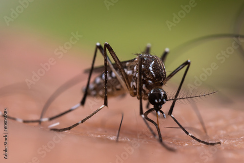 Aedes aegypti or yellow fever mosquito sucking blood on skin,Macro close up show marking in the form of a lyre on the upper surface of its thorax,mosquito cause of dengue fever,malaria,zika fever