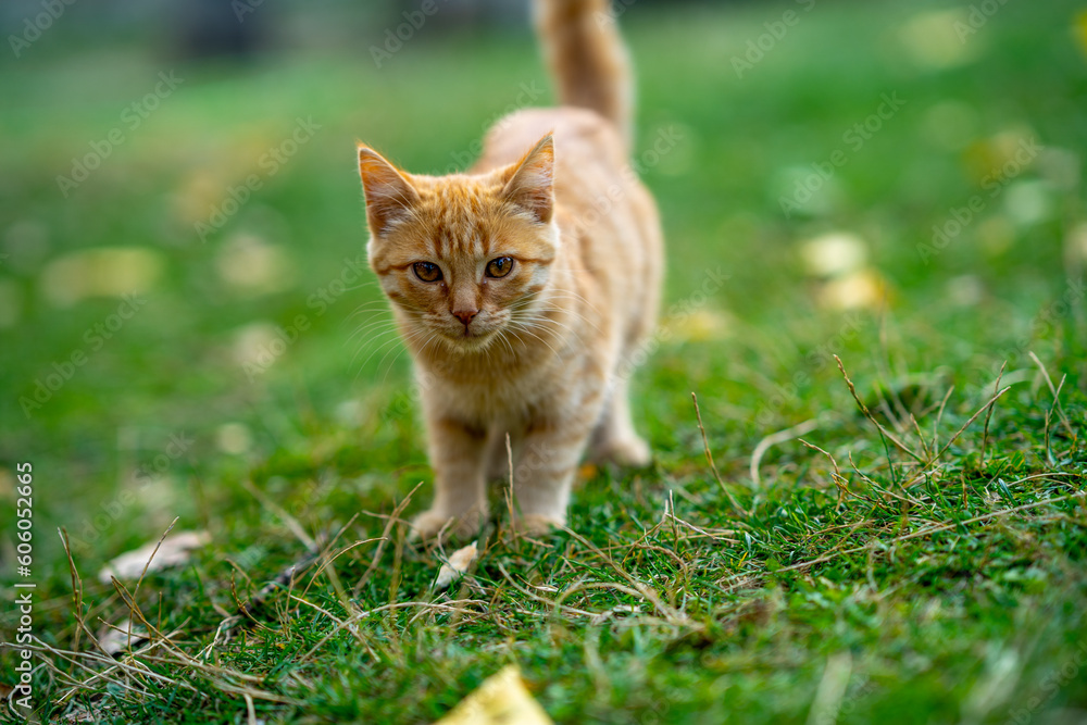 Beautiful yellow cat walking in the greenery