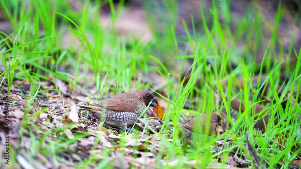 scaly-breasted munia bird on a grass scaly-breasted munia bird on a grass