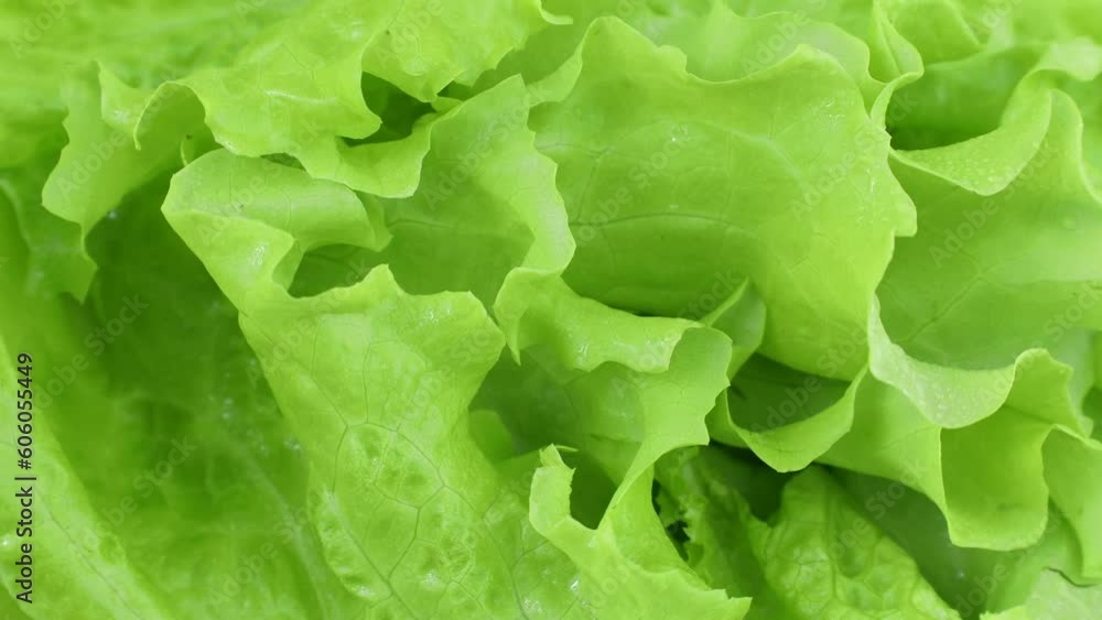 Bright green lettuce leaves circle rotation close up top view Bright green lettuce leaves circle rotation close up top view