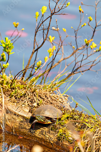 Painted Turtle Photo and Image. Resting on a log in the water with water and vegetation background in its environment and habitat.