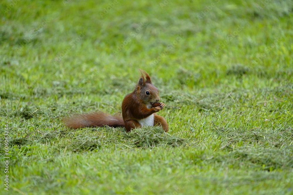 Red squirrel eating a nut (Sciurus vulgaris) Sciuridae family. Hanover, Germany.
Red squirrel eating a nut (Sciurus vulgaris) Sciuridae family. Hanover, Germany.