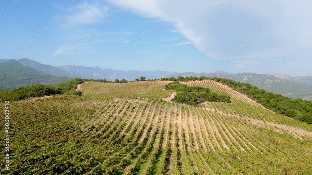 Aerial Wonder: Torraccia Winery's Verdant Vineyards Nestled Amidst the Mountains of Lecci, Corsica