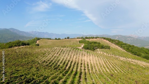 Aerial Wonder  Torraccia Winery s Verdant Vineyards Nestled Amidst the Mountains of Lecci  Corsica