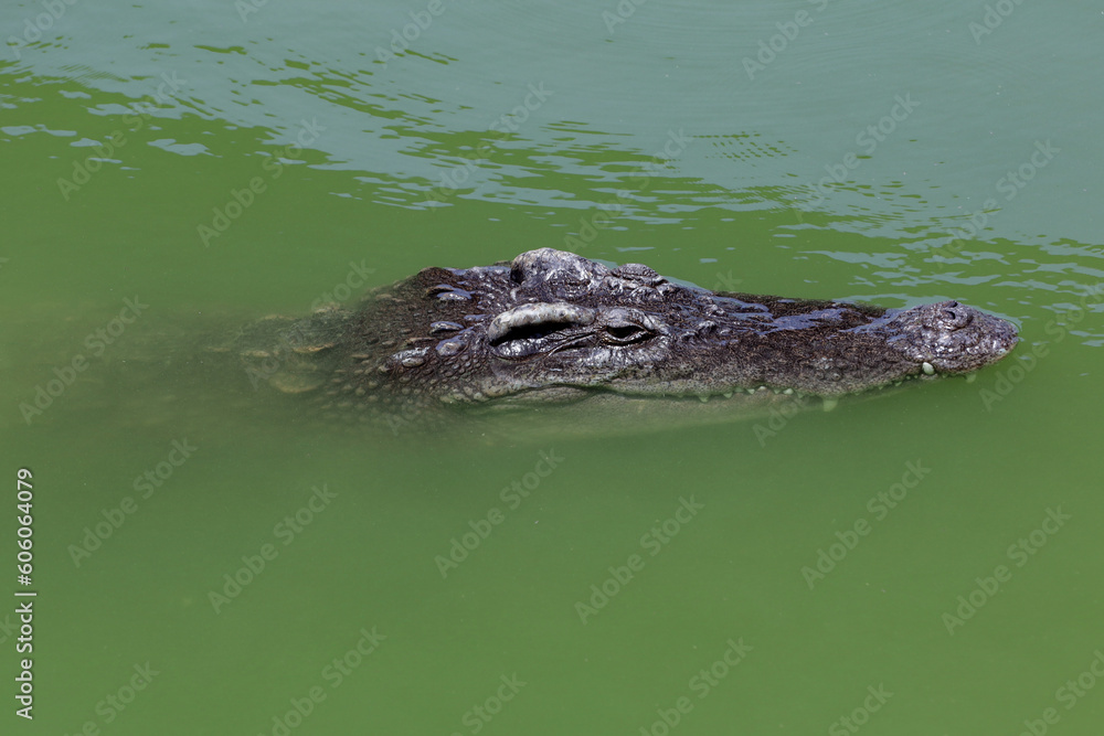 Close up big head crocodile is show head in river Close up big head crocodile is show head in river
