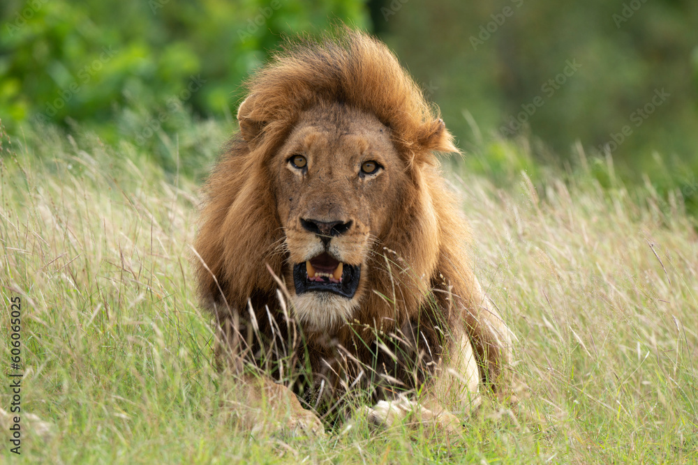 Lion, Panthera leo, Parc national du Kruger, Afrique du Sud Lion, Panthera leo, Parc national du Kruger, Afrique du Sud