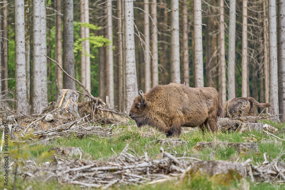 European wood Bison, also Wisent at Rothaarsteig, Sauerland. European wood Bison, also Wisent at Rothaarsteig, Sauerland.