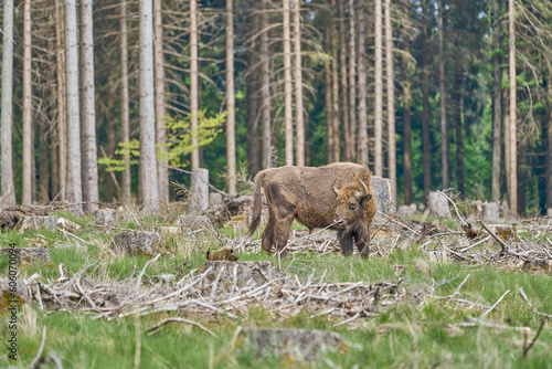 European wood Bison, also Wisent at Rothaarsteig, Sauerland.