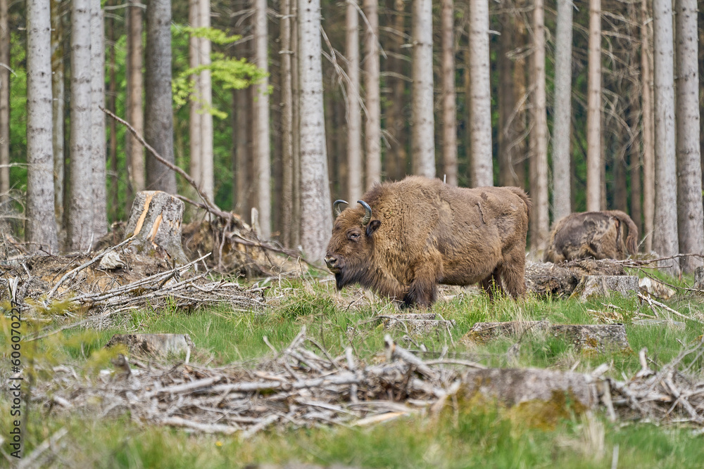 Obraz premium European wood Bison, also Wisent at Rothaarsteig, Sauerland.