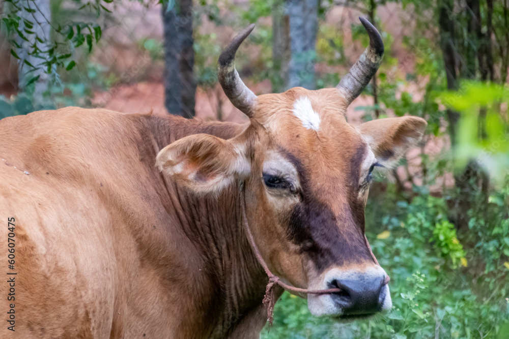 close-up profile of an indian cow close-up profile of an indian cow