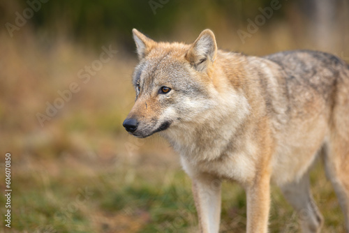 Beautiful female grey wolf standing in the forest © kjekol