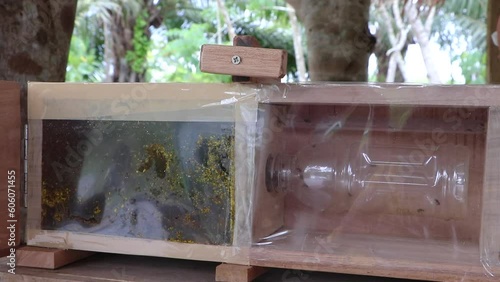 stingless bee flying. Meliponines Nest Stingless bees,or called stingless honey bees,Boxed rearing and clear plastic to see the work inside the nest. raising stingless bees for stress relief therapy photo